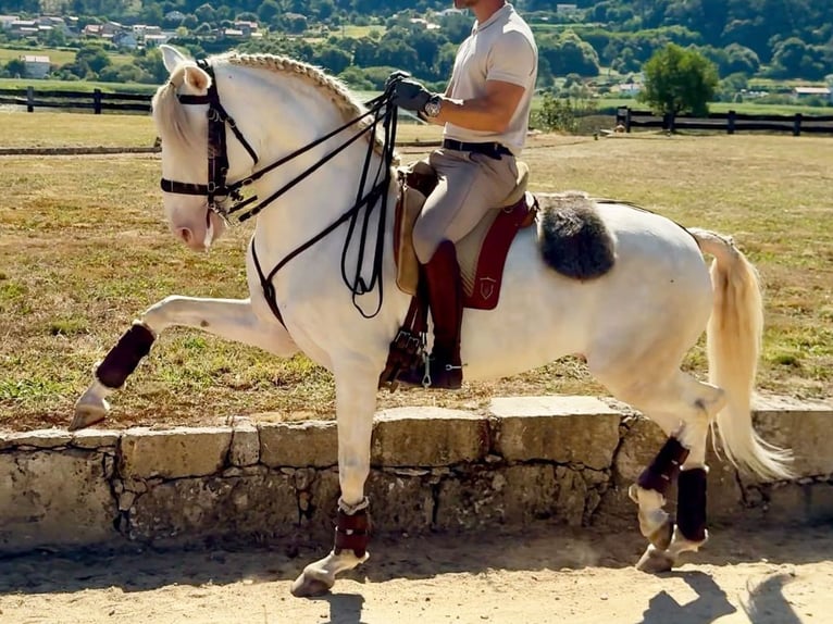 Lusitanos Semental 7 años 160 cm Perlino in Navas Del Madroño