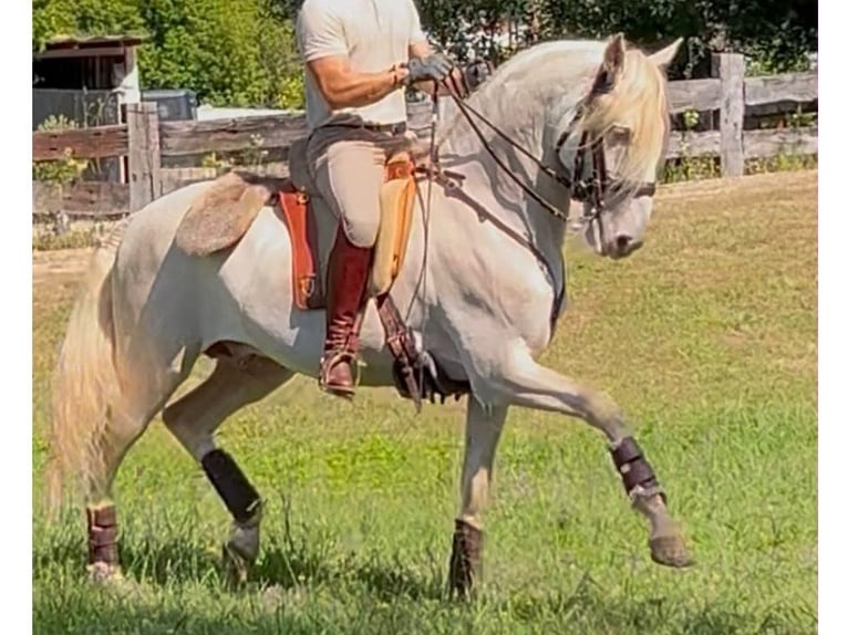 Lusitanos Semental 7 años 160 cm Perlino in Navas Del Madroño