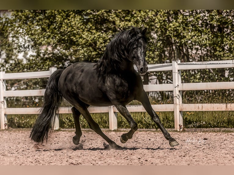 Lusitanos Semental 7 años 163 cm Negro in Groß-Umstadt