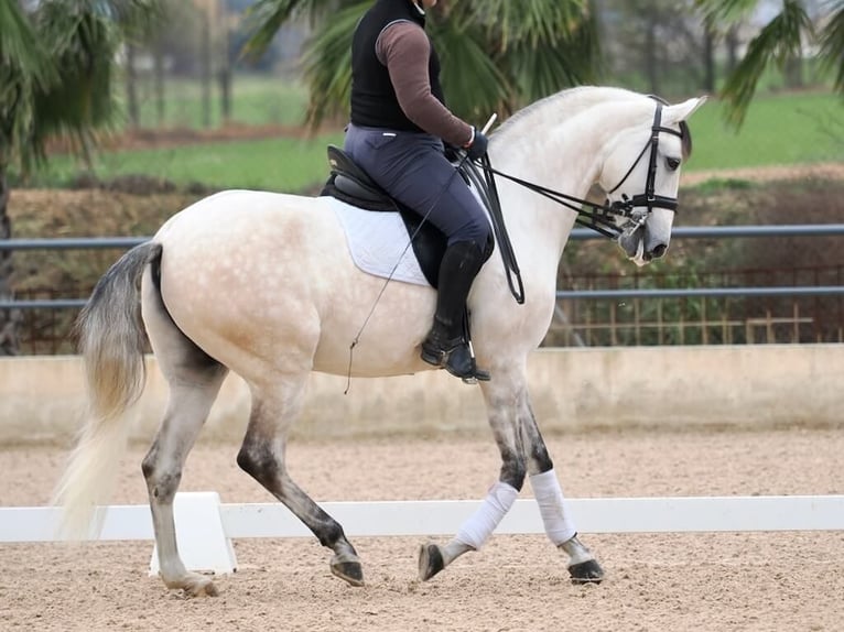 Lusitanos Semental 7 años 163 cm Tordo in Navas Del Madroño