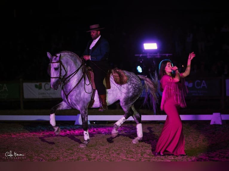 Lusitanos Semental 7 años 163 cm Tordo rodado in Torres Vedras