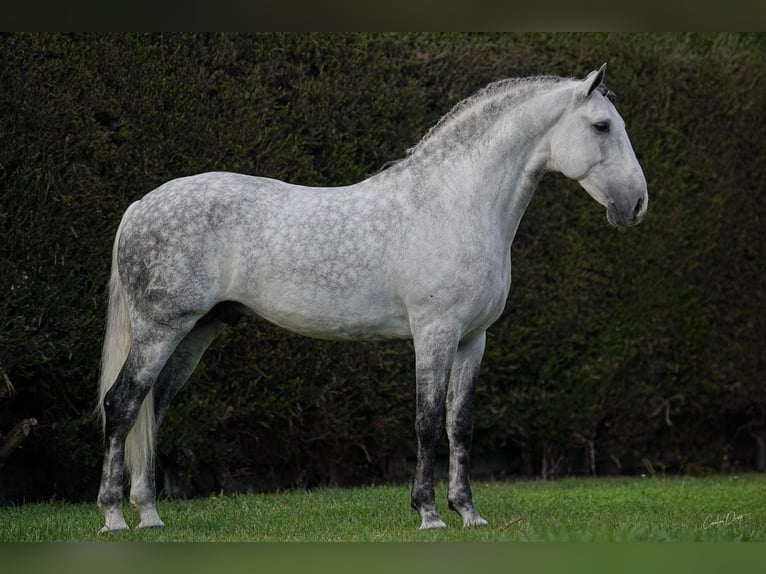 Lusitanos Semental 7 años 163 cm Tordo rodado in Torres Vedras