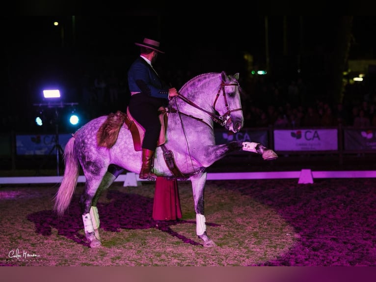 Lusitanos Semental 7 años 163 cm Tordo rodado in Torres Vedras