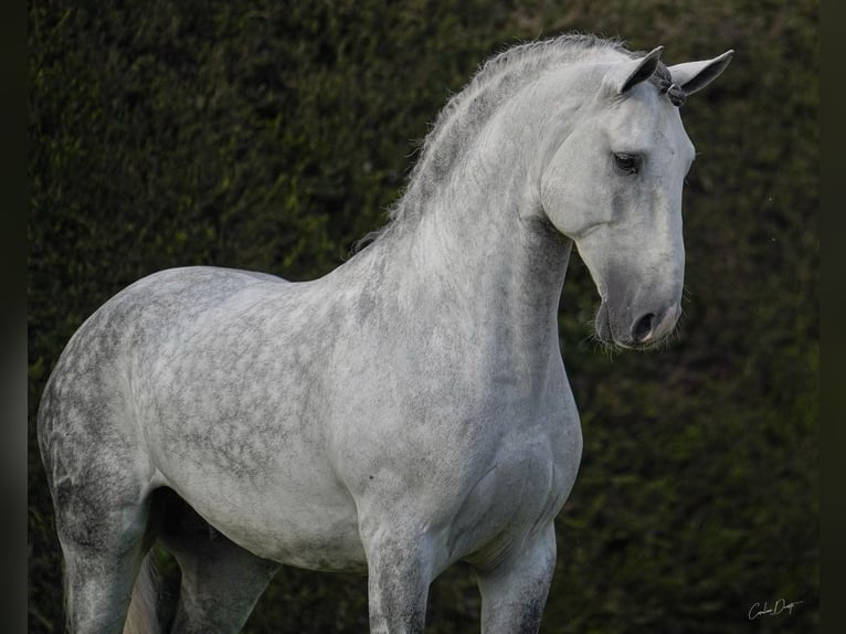 Lusitanos Semental 7 años 163 cm Tordo rodado in Torres Vedras