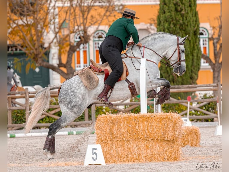 Lusitanos Semental 7 años 163 cm Tordo rodado in Torres Vedras