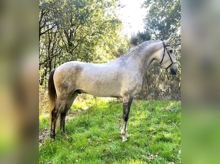 Lusitanos Semental 7 años 165 cm Tordo in Silleda (Casco Urbano)