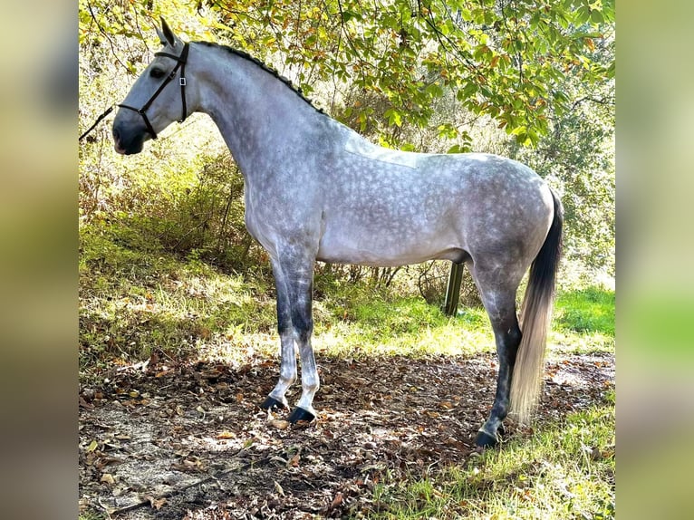 Lusitanos Semental 7 años 165 cm Tordo in Silleda (Casco Urbano)