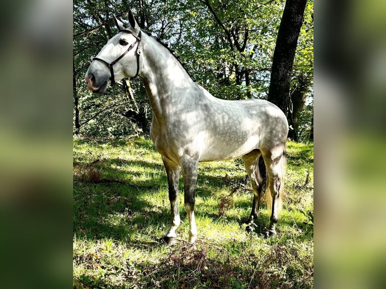 Lusitanos Semental 7 años 165 cm Tordo in Silleda (Casco Urbano)