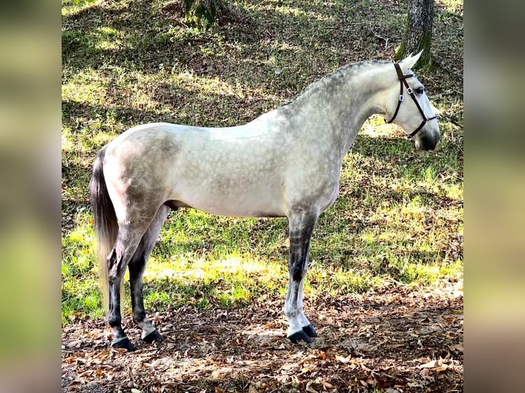 Lusitanos Semental 7 años 165 cm Tordo in Silleda (Casco Urbano)