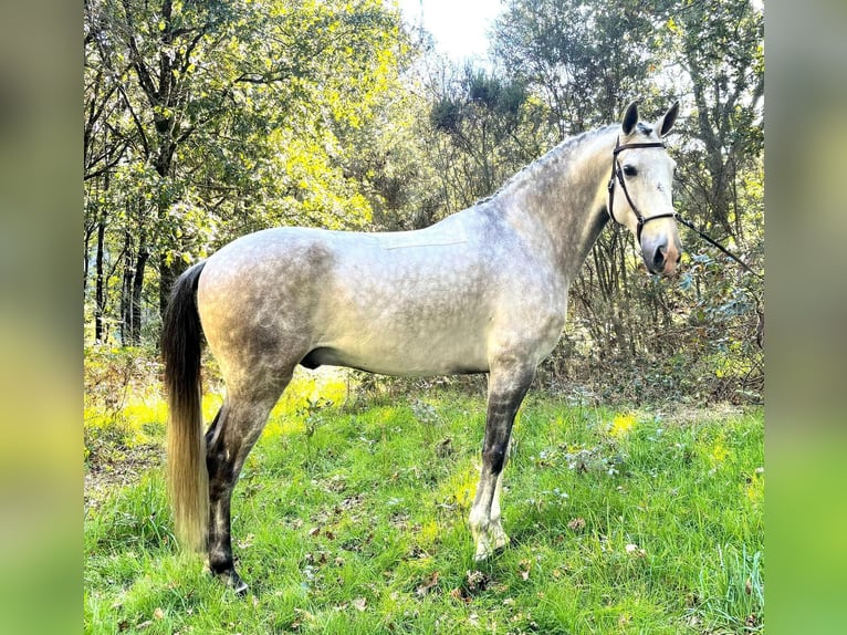 Lusitanos Semental 7 años 165 cm Tordo in Silleda (Casco Urbano)