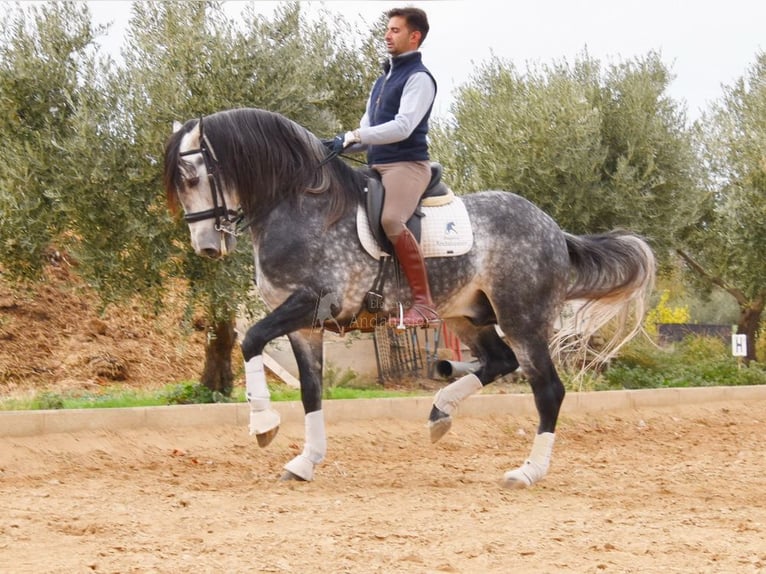 Lusitanos Semental 7 años 166 cm in Provinz Granada