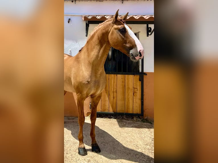 Lusitanos Semental 7 años 166 cm Red Dun/Cervuno in Badajoz