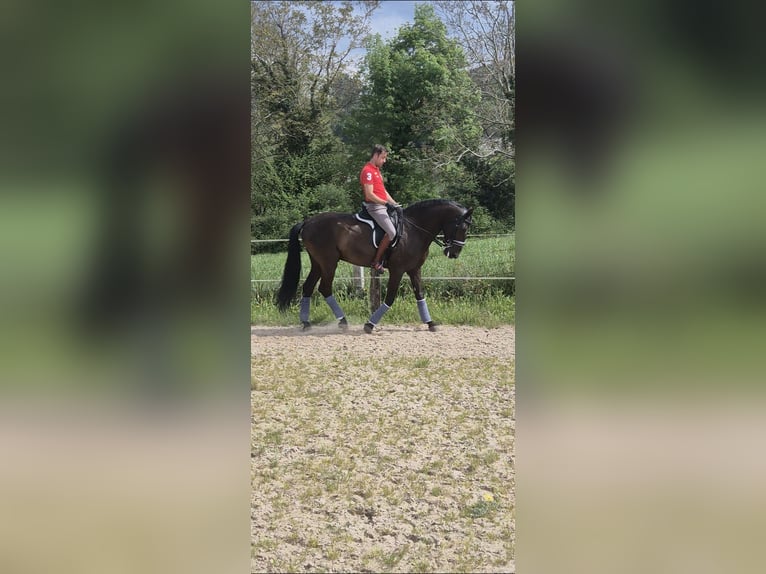 Lusitanos Semental 7 años 168 cm Castaño oscuro in Santander