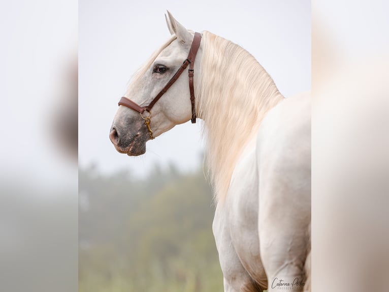 Lusitanos Semental 7 años White/Blanco in Porto Covo