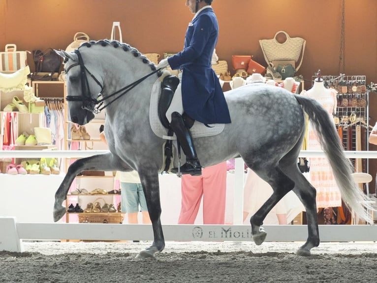Lusitanos Semental 8 años 160 cm Tordo in Navas Del Madroño