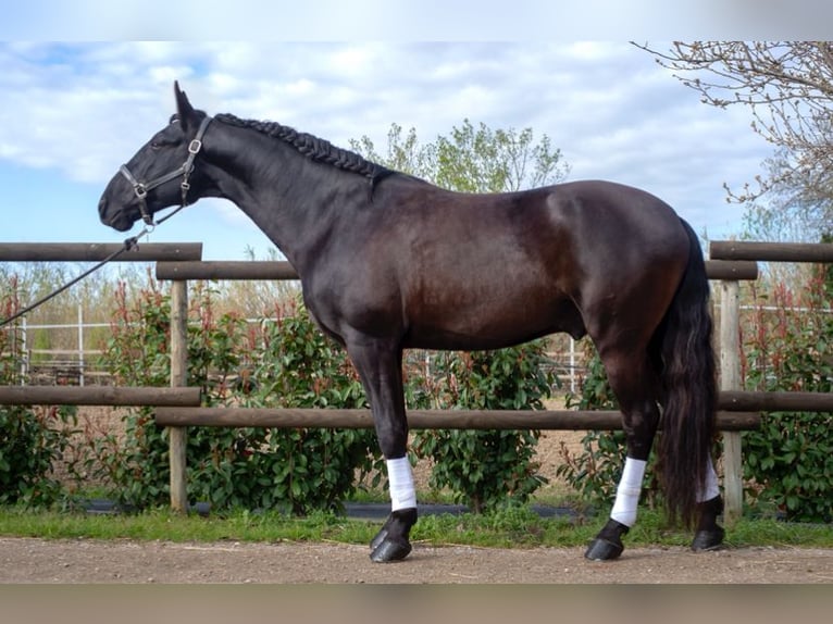 Lusitanos Semental 8 años 165 cm Negro in Perpignan