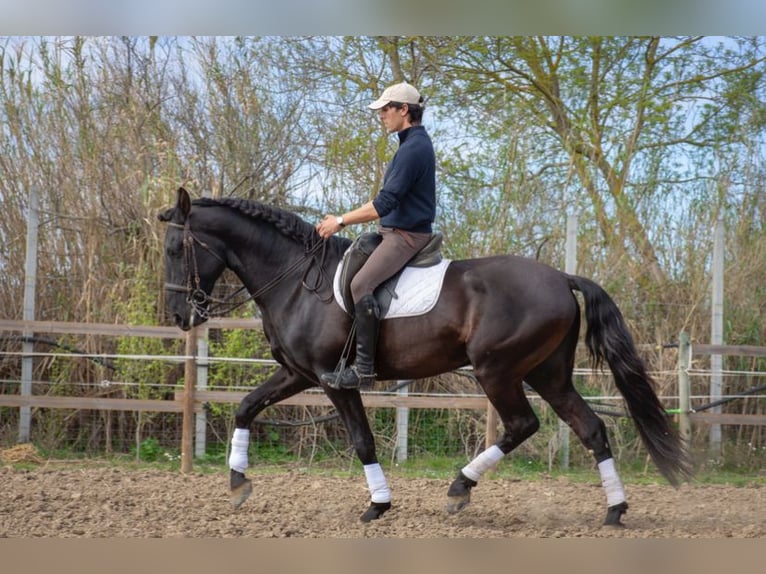 Lusitanos Semental 8 años 165 cm Negro in Perpignan