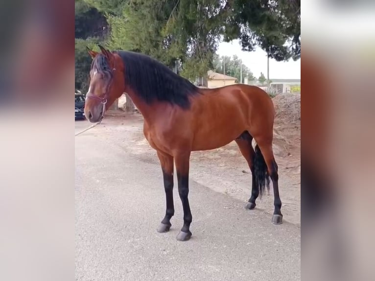 Lusitanos Semental 8 años 166 cm Castaño in Ermelo