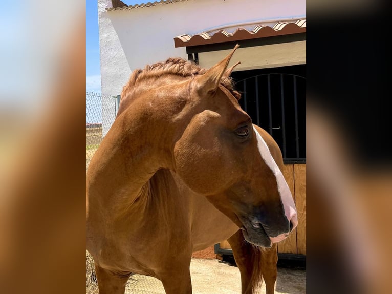 Lusitanos Semental 8 años 166 cm Red Dun/Cervuno in Badajoz