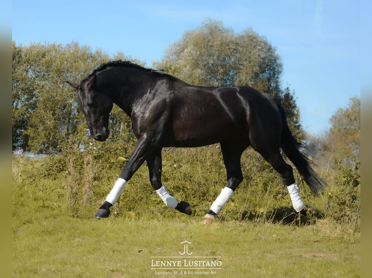 Lusitanos Semental 8 años 168 cm Negro in Mesnil-Verclives