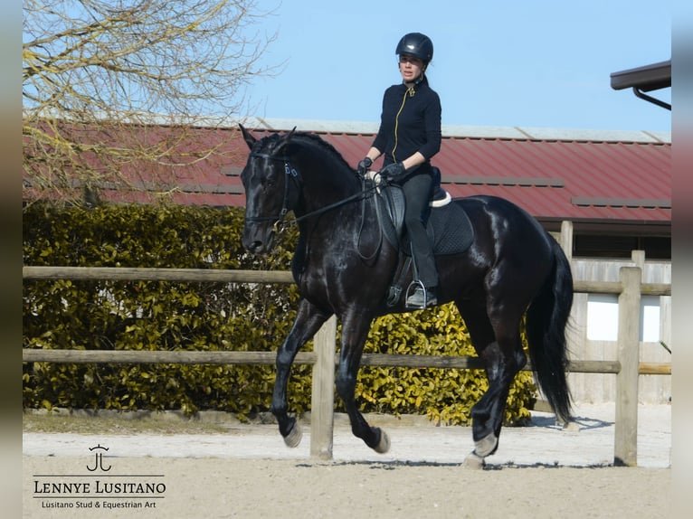 Lusitanos Semental 8 años 168 cm Negro in Mesnil-Verclives