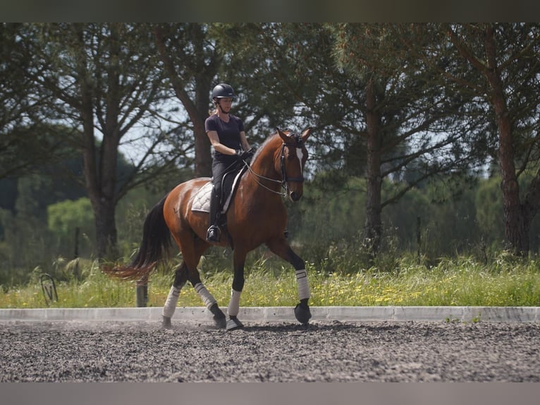 Lusitanos Semental 8 años 173 cm Castaño rojizo in Agua Derramada
