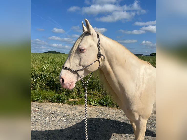 Lusitanos Mestizo Semental 9 años 146 cm Perlino in Waldbrunn (Westerwald)