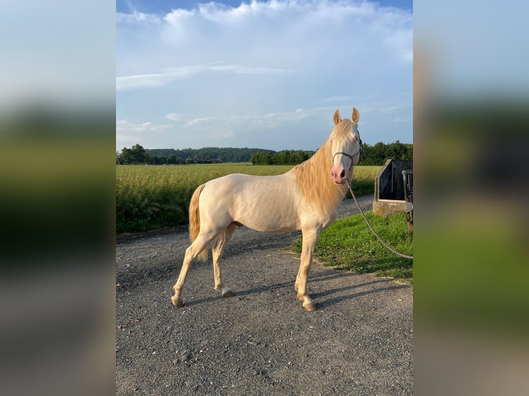 Lusitanos Mestizo Semental 9 años 146 cm Perlino in Waldbrunn (Westerwald)