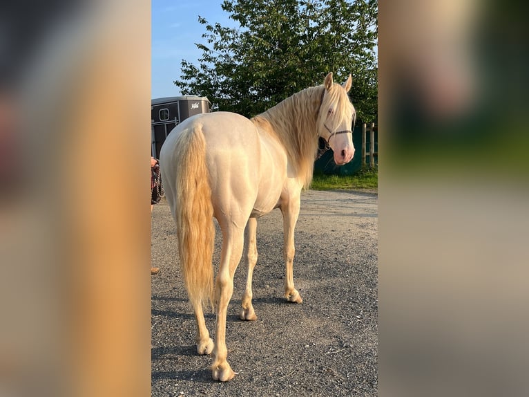 Lusitanos Mestizo Semental 9 años 146 cm Perlino in Waldbrunn (Westerwald)