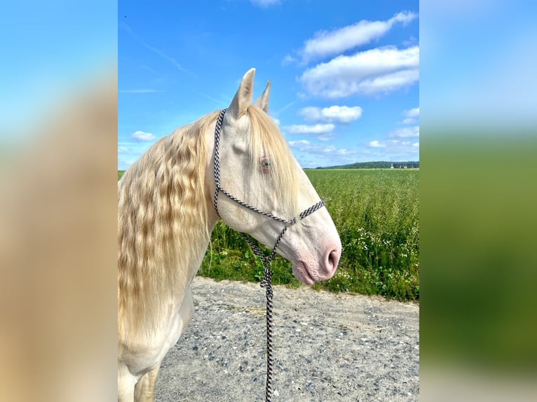 Lusitanos Mestizo Semental 9 años 146 cm Perlino in Waldbrunn (Westerwald)