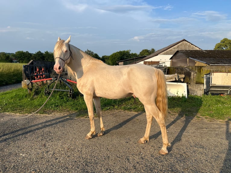 Lusitanos Mestizo Semental 9 años 146 cm Perlino in Waldbrunn (Westerwald)