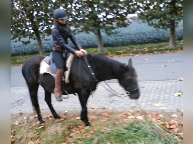 Lusitanos Semental 9 años 162 cm Negro in Gent