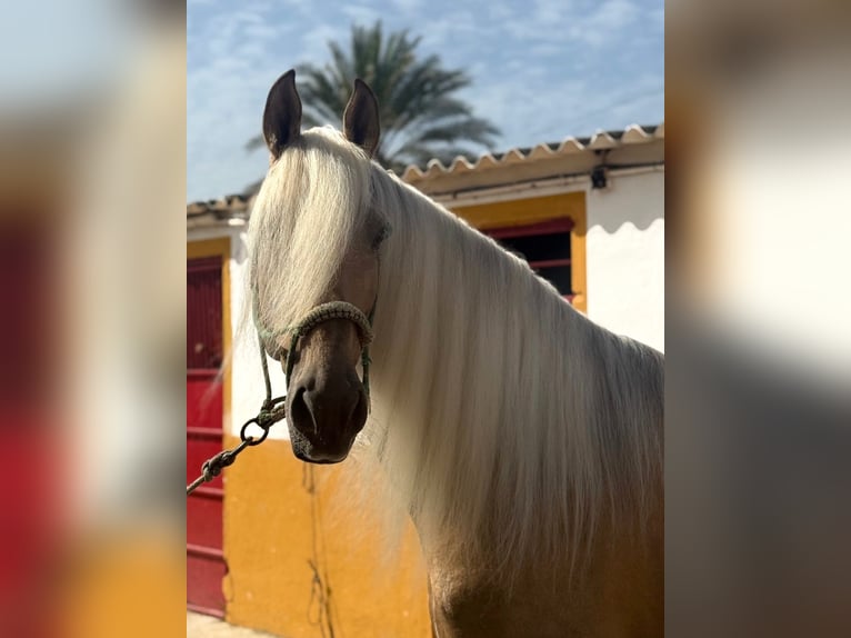 Lusitanos Mestizo Semental 9 años 167 cm Palomino in Cadiz