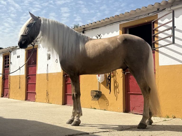 Lusitanos Mestizo Semental 9 años 167 cm Palomino in Cadiz