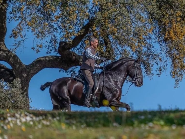 Lusitanos Semental 9 años 168 cm Negro in Odiáxere
