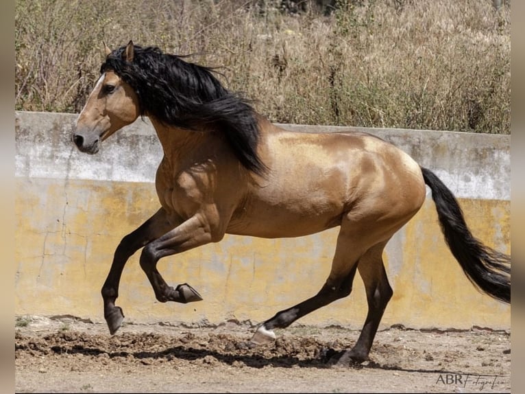 Lusitanos Semental Buckskin/Bayo in Konstanz