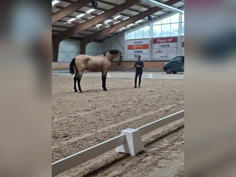 Lusitanos Semental Buckskin/Bayo in Lelystad