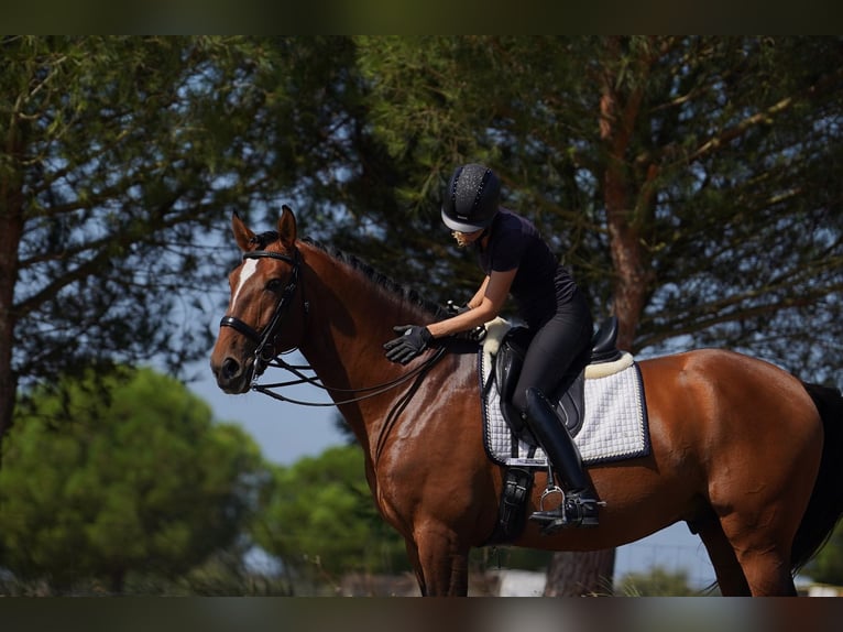 Lusitanos Semental in &#xC1;gua Derramada