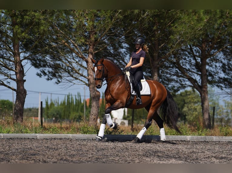 Lusitanos Semental in &#xC1;gua Derramada