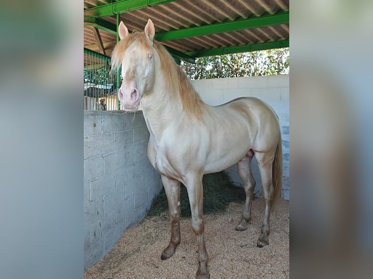 Lusitanos Semental Cremello in Eivissa