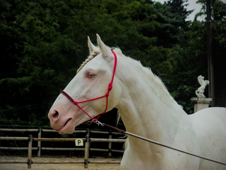 Lusitanos Semental Cremello in Châteauneuf-de-Gadagne