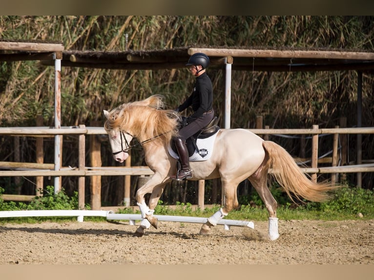Lusitanos Semental Cremello in Los Barrios