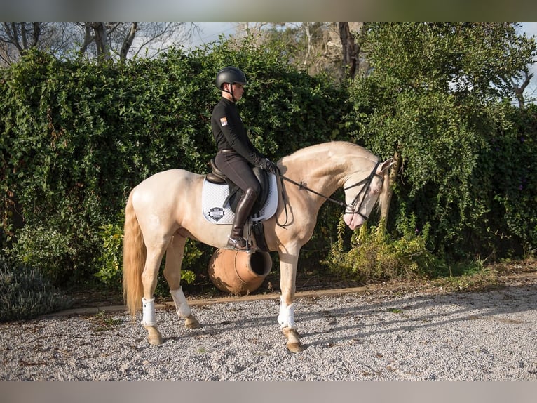 Lusitanos Semental Cremello in Los Barrios