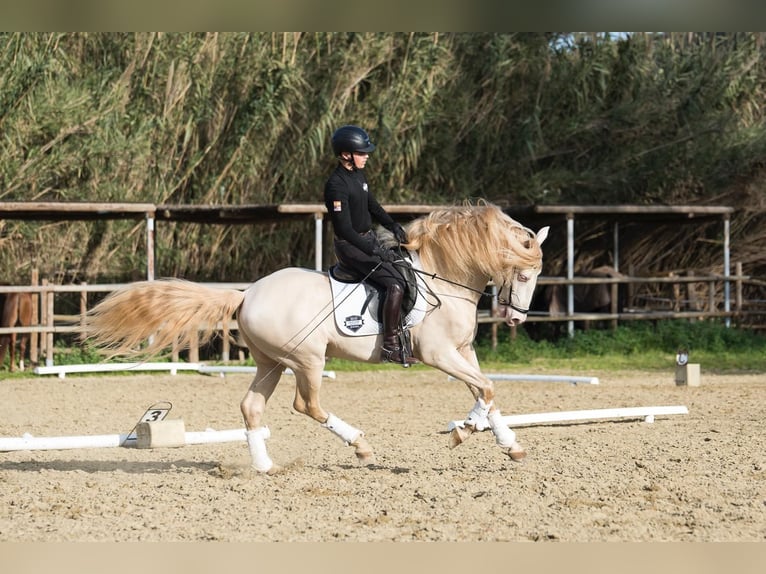 Lusitanos Semental Cremello in Los Barrios