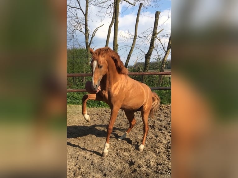 Lusitanos Semental Palomino in Neerloon