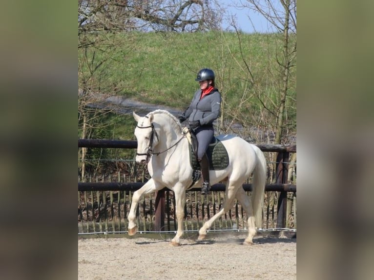 Lusitanos Semental Palomino in Neerloon