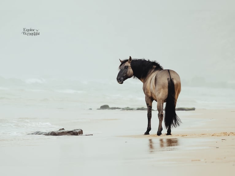 Lusitanos Semental Potro (04/2025) 155 cm Bayo in Ribeira de São João