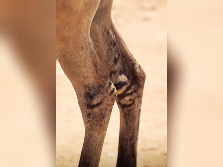 Lusitanos Semental Potro (04/2025) 155 cm Bayo in Ribeira de São João