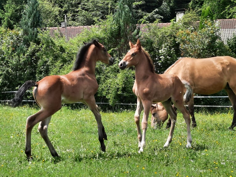 Lusitanos Mestizo Semental Potro (05/2026) 158 cm Castaño in Geretsried