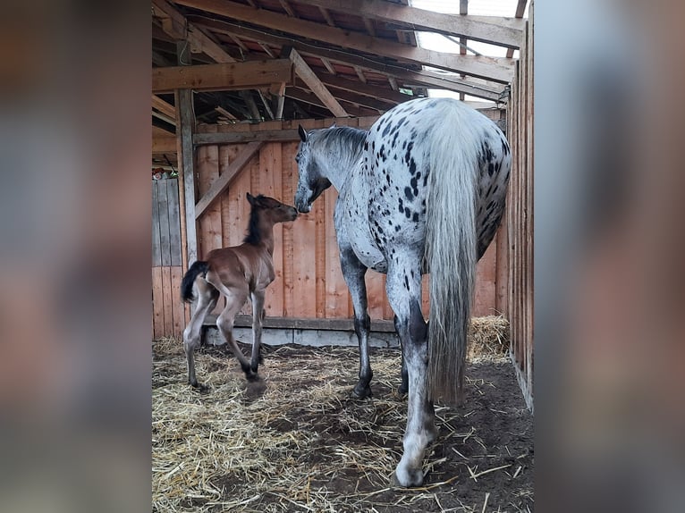 Lusitanos Mestizo Semental Potro (05/2026) 158 cm Castaño in Geretsried